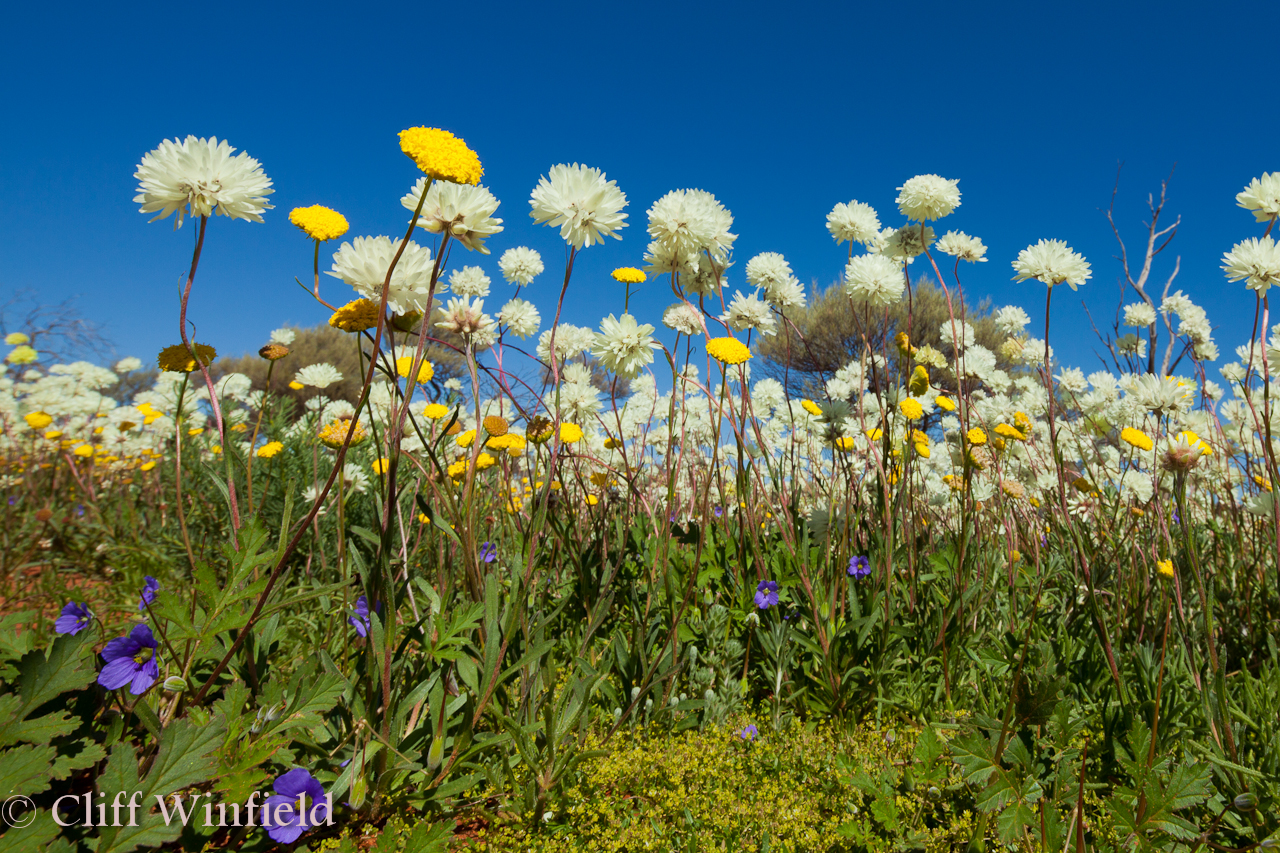 Photographs of Mid West Wildflowers by Cliff Winfield Carnamah