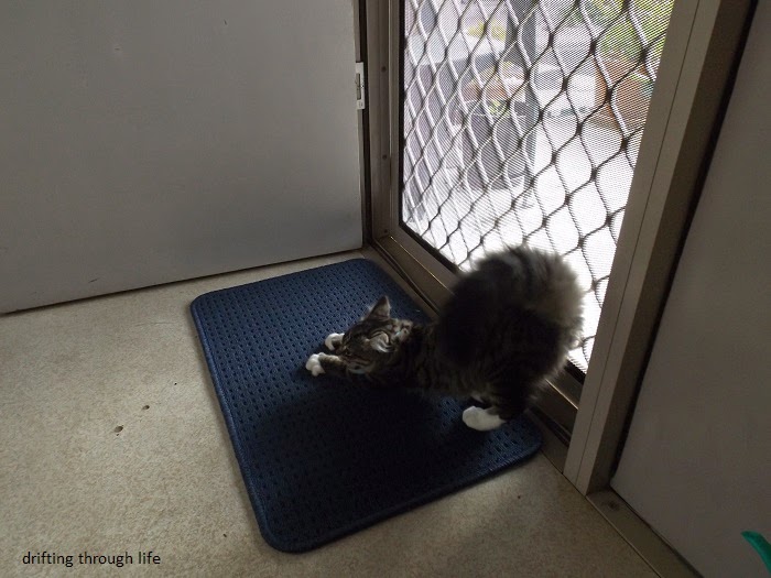 the cat sat on the mat
