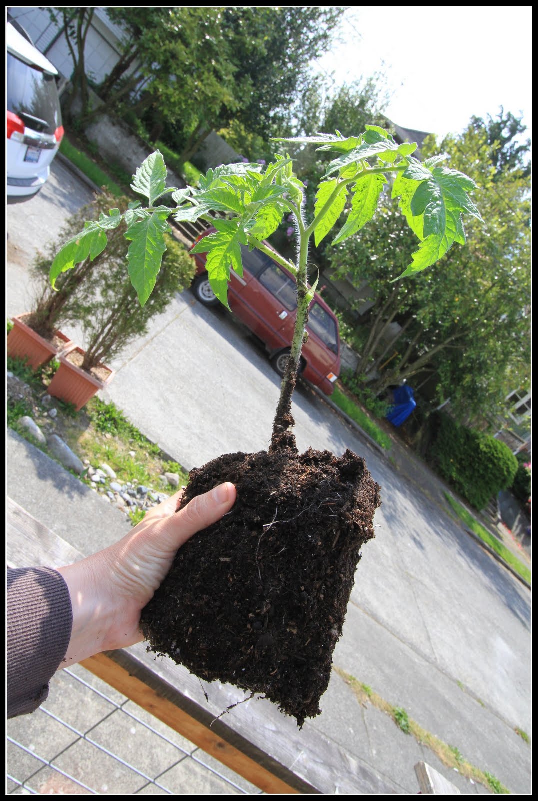 Desperate Gardener Tomato Tuesday Sideways Starts