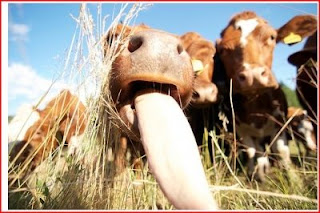 Cute Funny Animalz: Funny And Crazy Cow's Images 2012