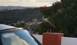 Como flagrei um carcará carcará em aracaju