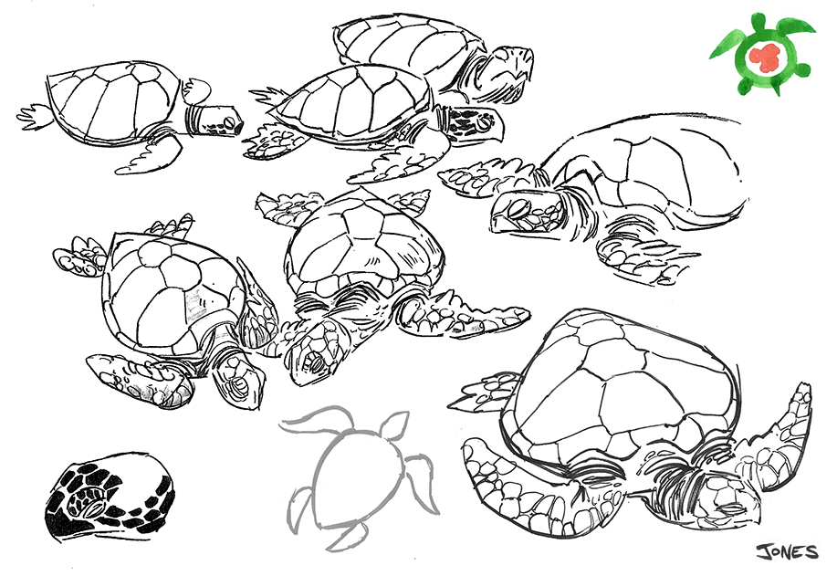 Line Drawing Sea Turtle : Matt jones february