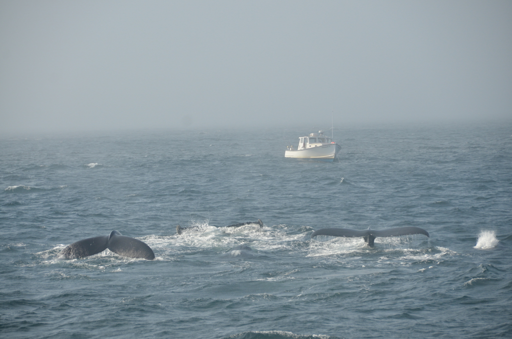 Cape Cod. Avistamiento de ballenas A propósito de mí