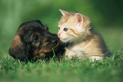 PuppyKitten.jpg