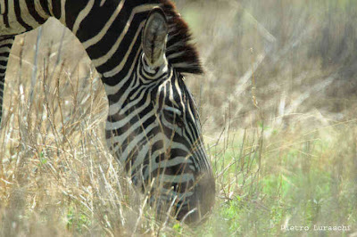 Environment For Our Future: What do Zebras eat?