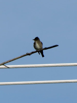 Olive-sided Flycatcher - Marshlands CA, Kingston, ON