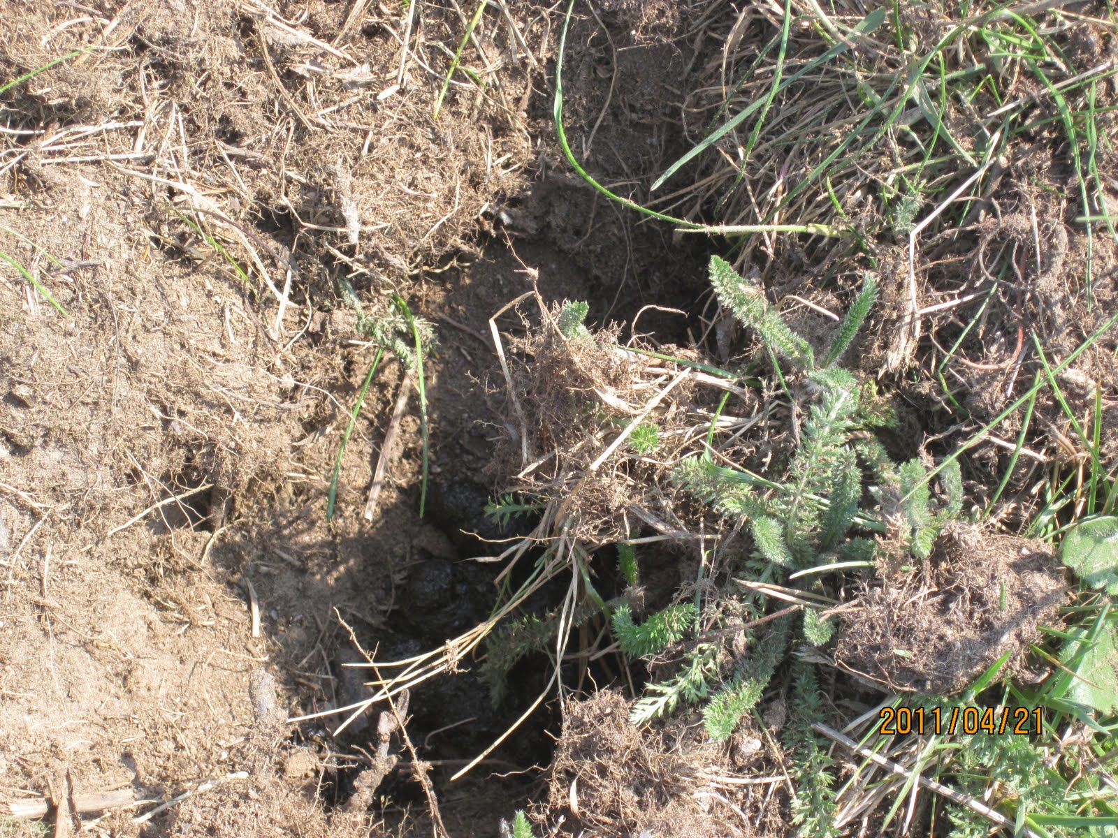 Wild About The Llŷn Unusual Badger Latrine