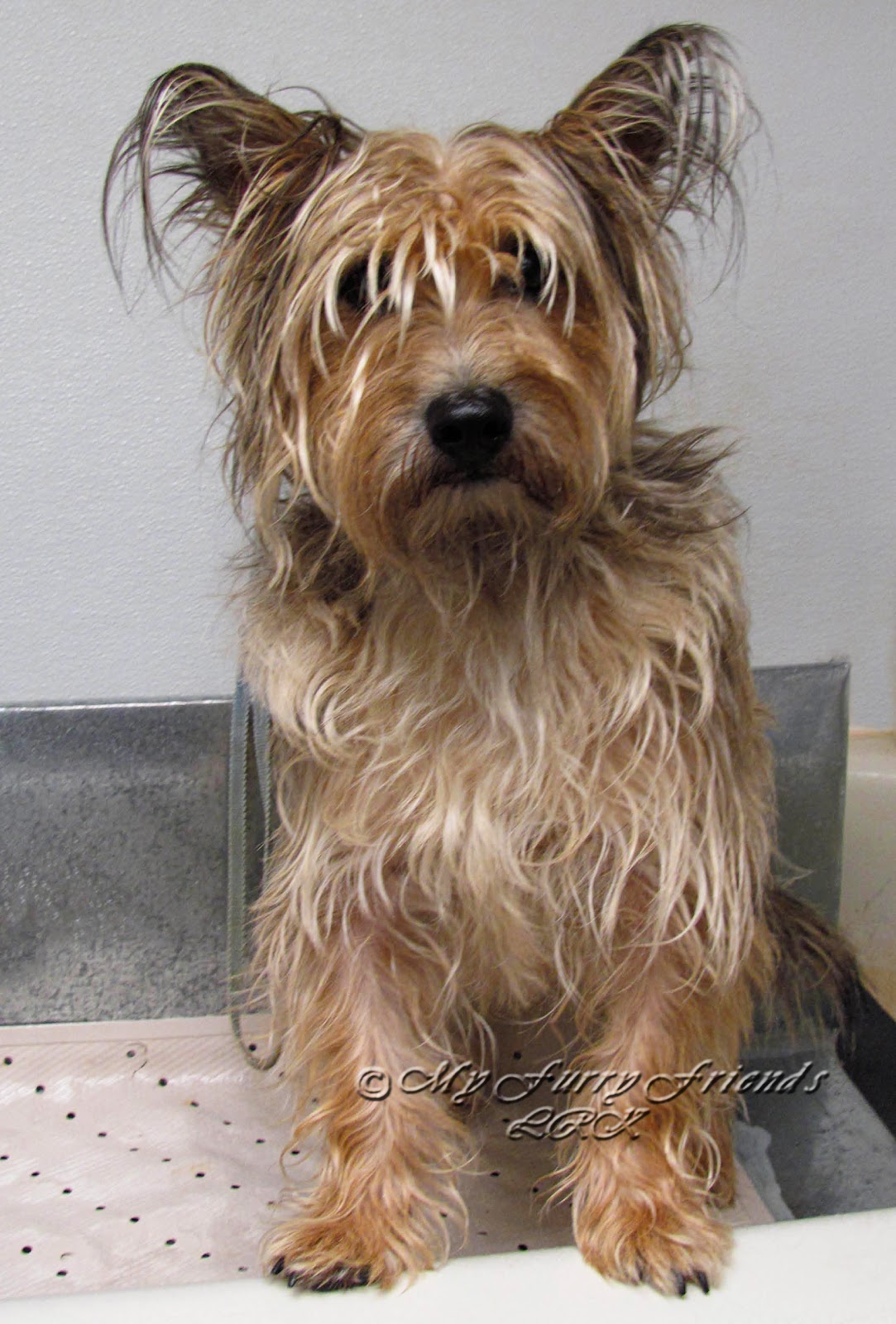 How Often Should I Groom My Cairn Terrier