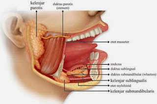 obat kelenjar ludah