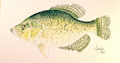 Crappie