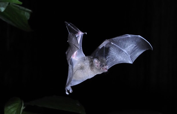 Karst Worlds: Feds asked to declare three bat species endangered