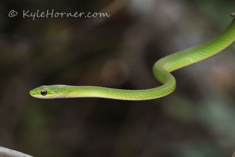 Kyle Horner Nature Blog Southern Illinois