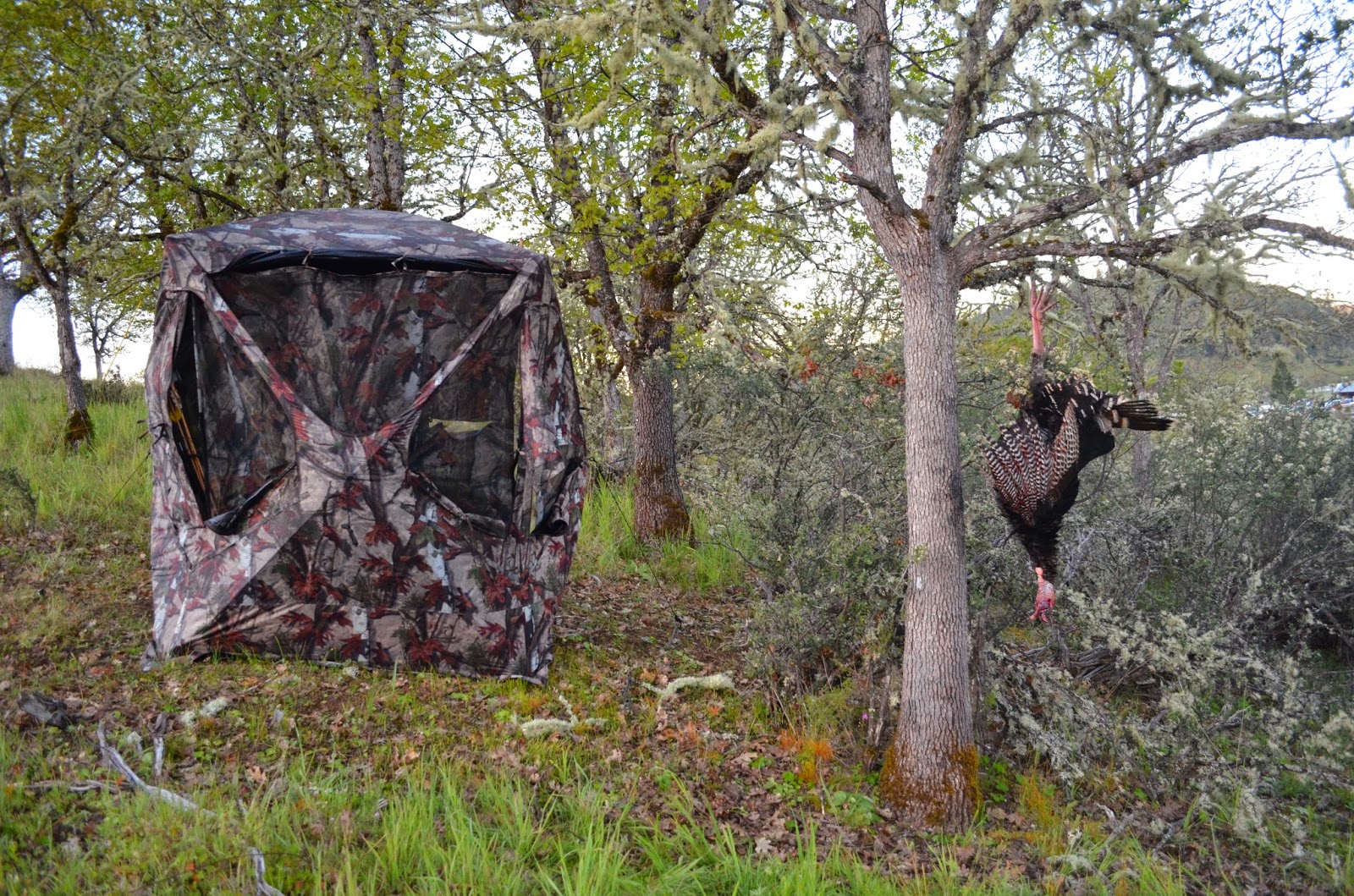 Klamath Basin and Rogue Valley Hunting Southern Oregon Blacktails