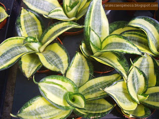 Sansevieria trifasciata 'Golden Hahnii'