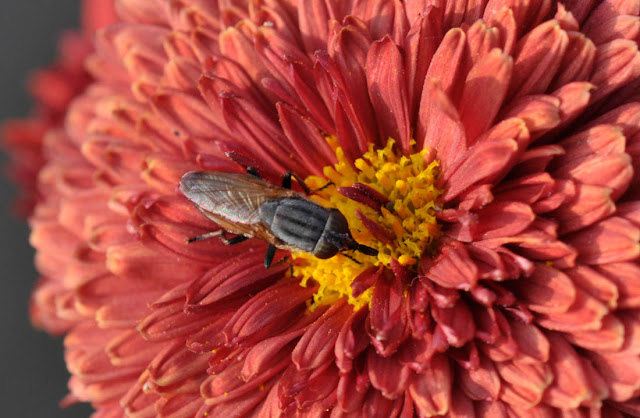 Honey Bees, Nikon D300 and Micro Nikkor 60mm AFD