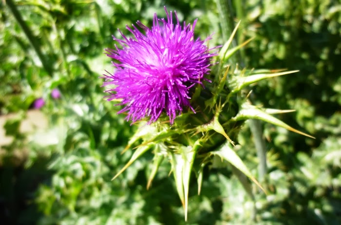 Belle Fleur De Lis A New Place