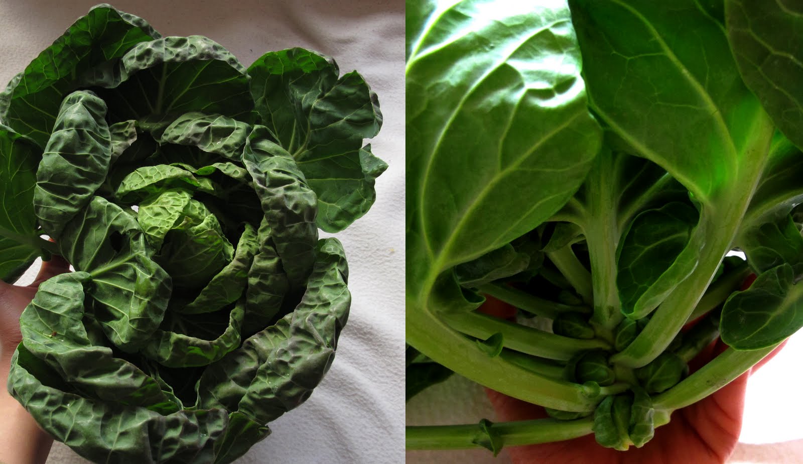Sprout Tops
