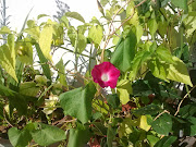 ogni stagione ha i suoi fiori (abcd )