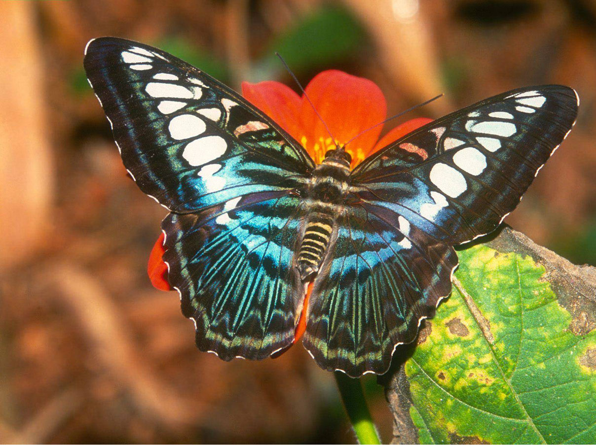 Imagenes Mariposas Uñas | im 225 genes bonitas Imagenes Mariposas Uñas | im 225 genes bonitas