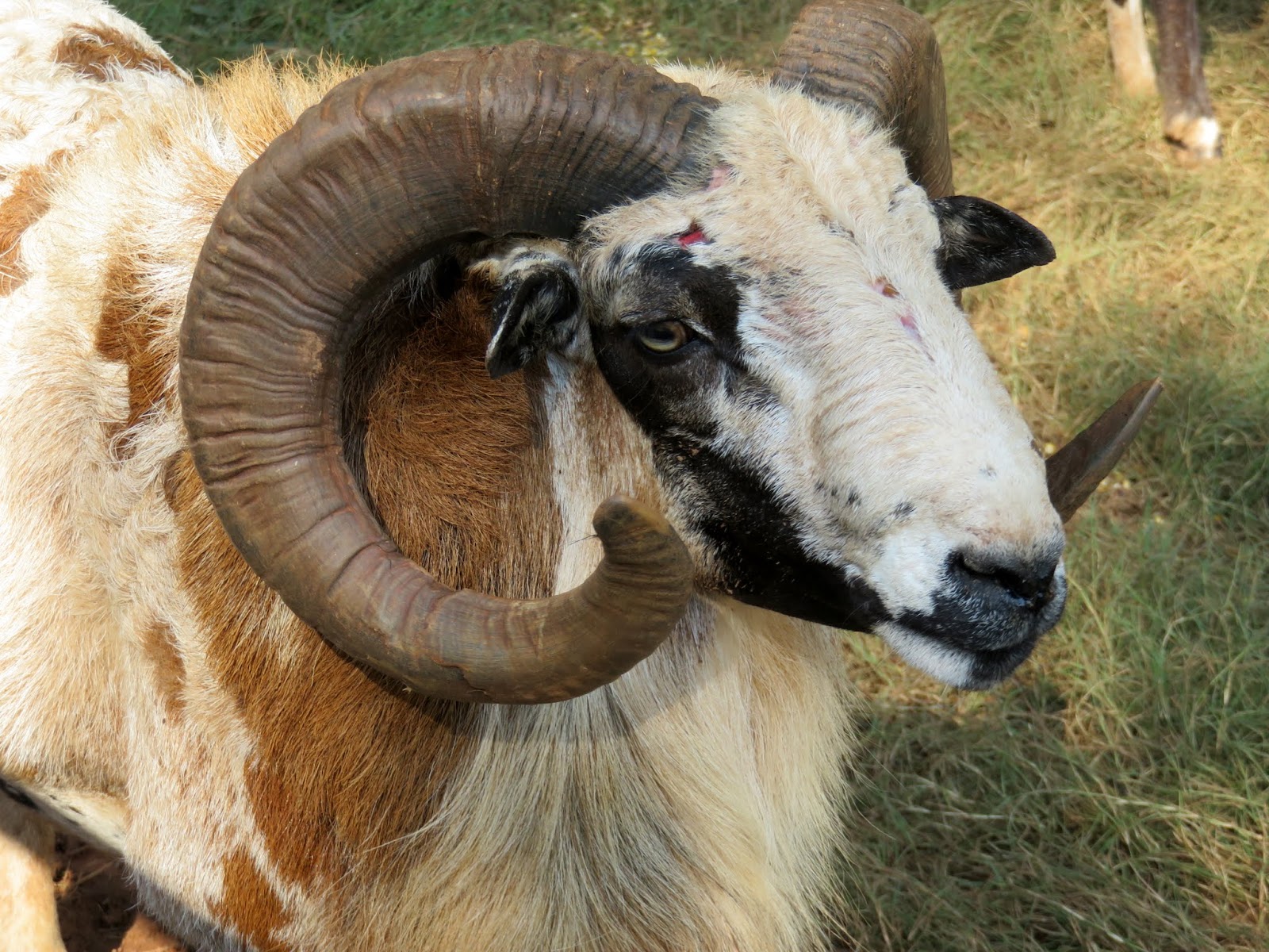 Big Daddy Dave Wild Animal Safari