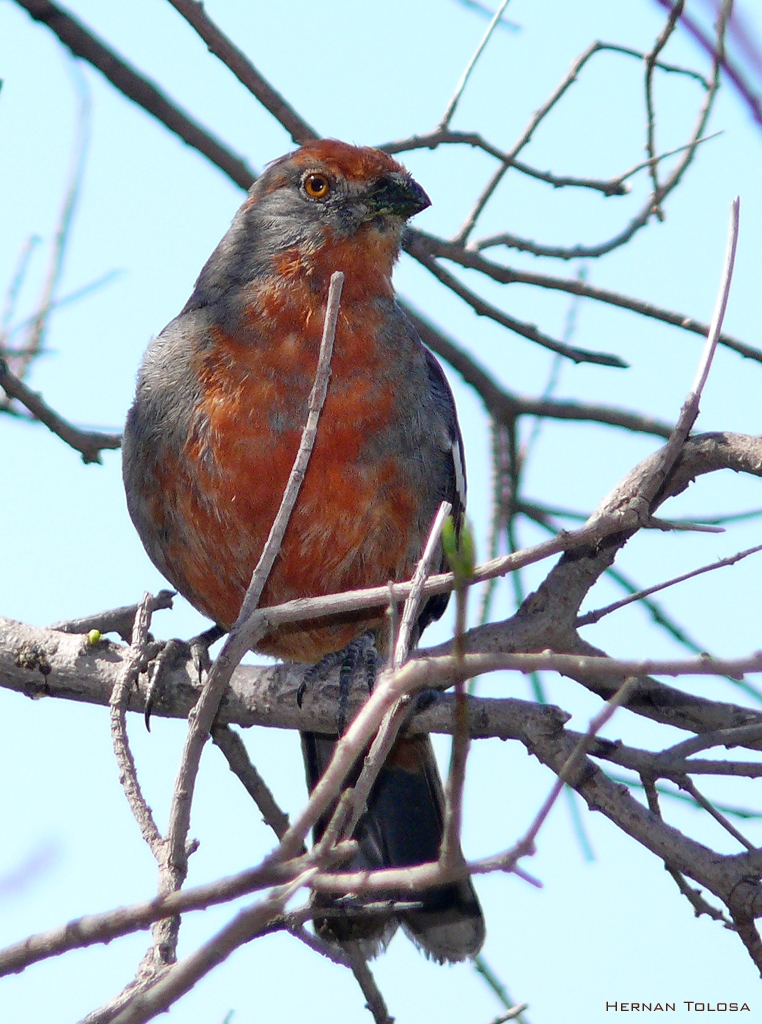 Aves Bonaerenses Cortarramas (Phytotoma rutila)