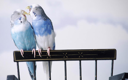 gambar burung romantis, burung saling cinta