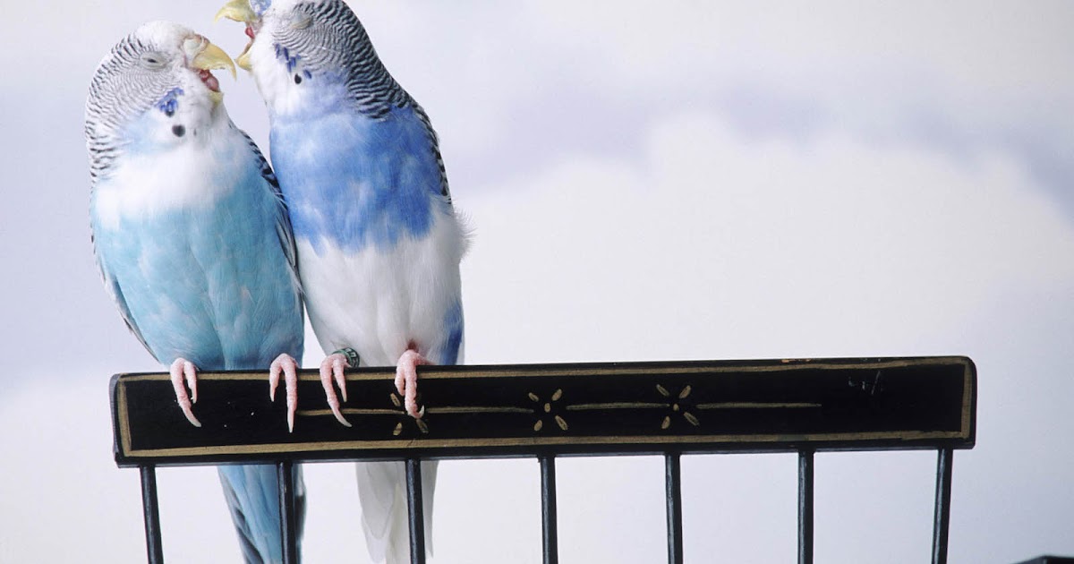 wallpapers: Love Birds Desktop Wallpapers