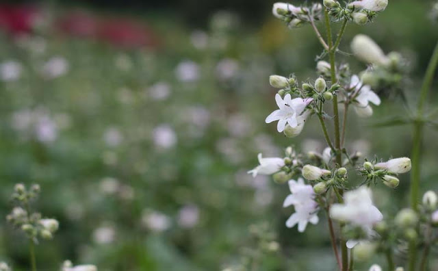 Foxglove Beardtongue Flowers Pictures