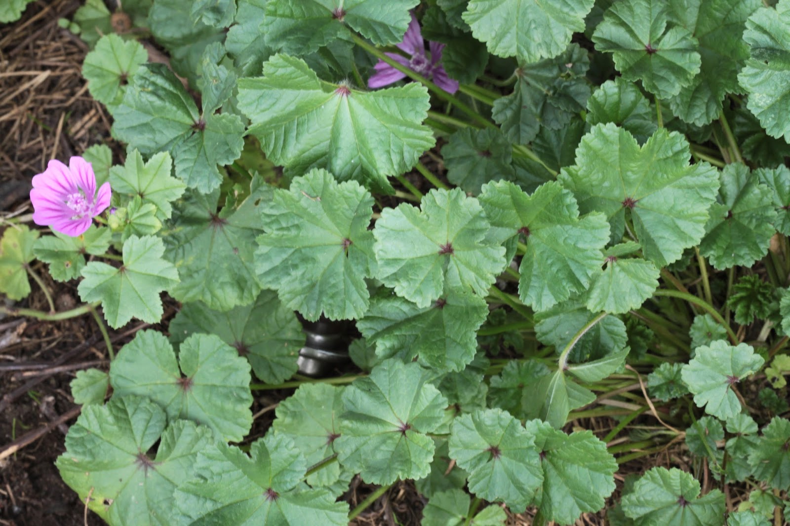 EL BLOG DE CHICHO MALVA SYLVESTRIS. malva mayor o malva común.