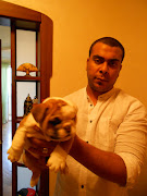The English Bulldog is a wide, medium sized, compact dog, with short legs. (dscn )