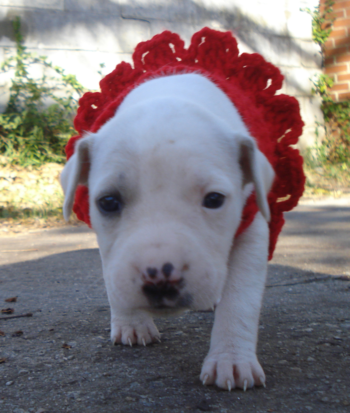 Raising Toot and Roxy See Snow in Red Crochet Tutu Dress for Pitbull Pup