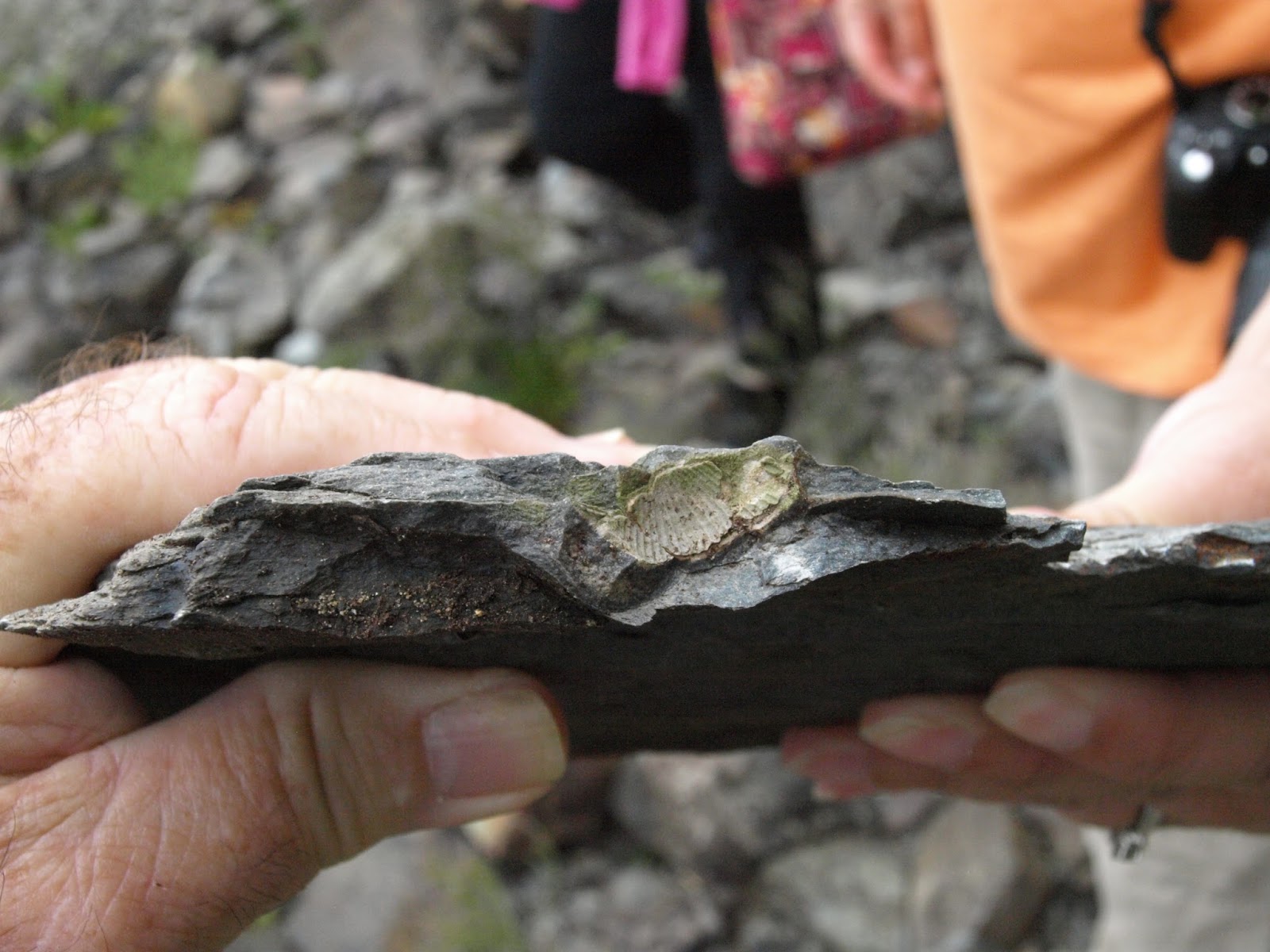 Fossil hunting in Maine Fossil Hunting Trips The Fossil Forum