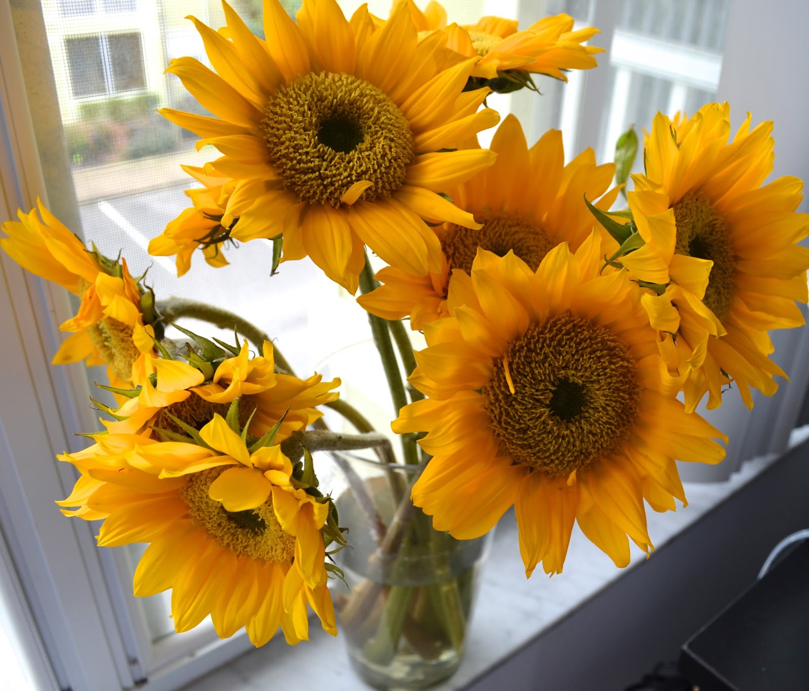 My First Apartment: Surprising Sunflowers