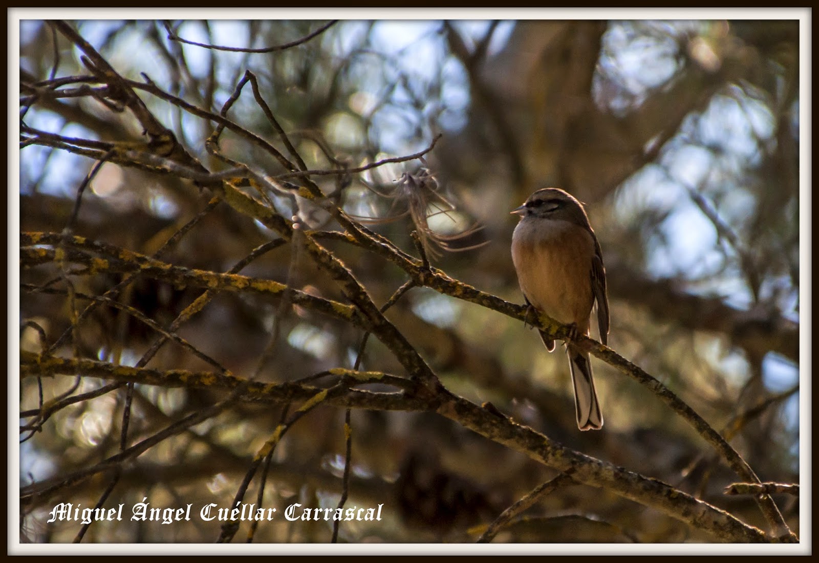 Excursión a Estepa 10/01/2015 del Grupo Local SEO-Sevilla. ESCRIBANO MONTESINO (EMBERIZA CIA)