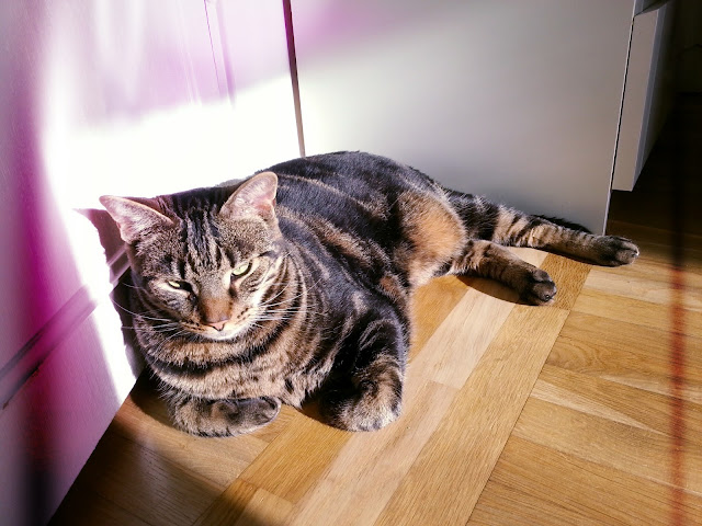 Sunshine, cat, lazy, sweet