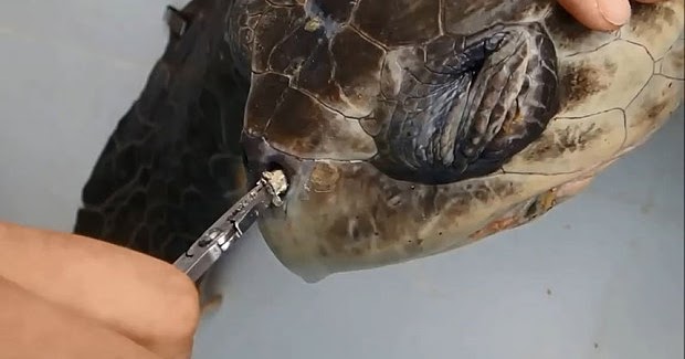 Interesting News Of A Circle Round The World: How Did Sea Turtle Get A Straw Up Its Nose?