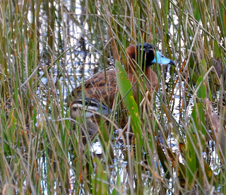 Masked Duck, Nomonyx dominicus