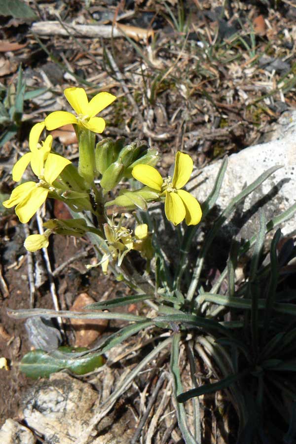 Wildflowers of Andalucia Erysimum rondae
