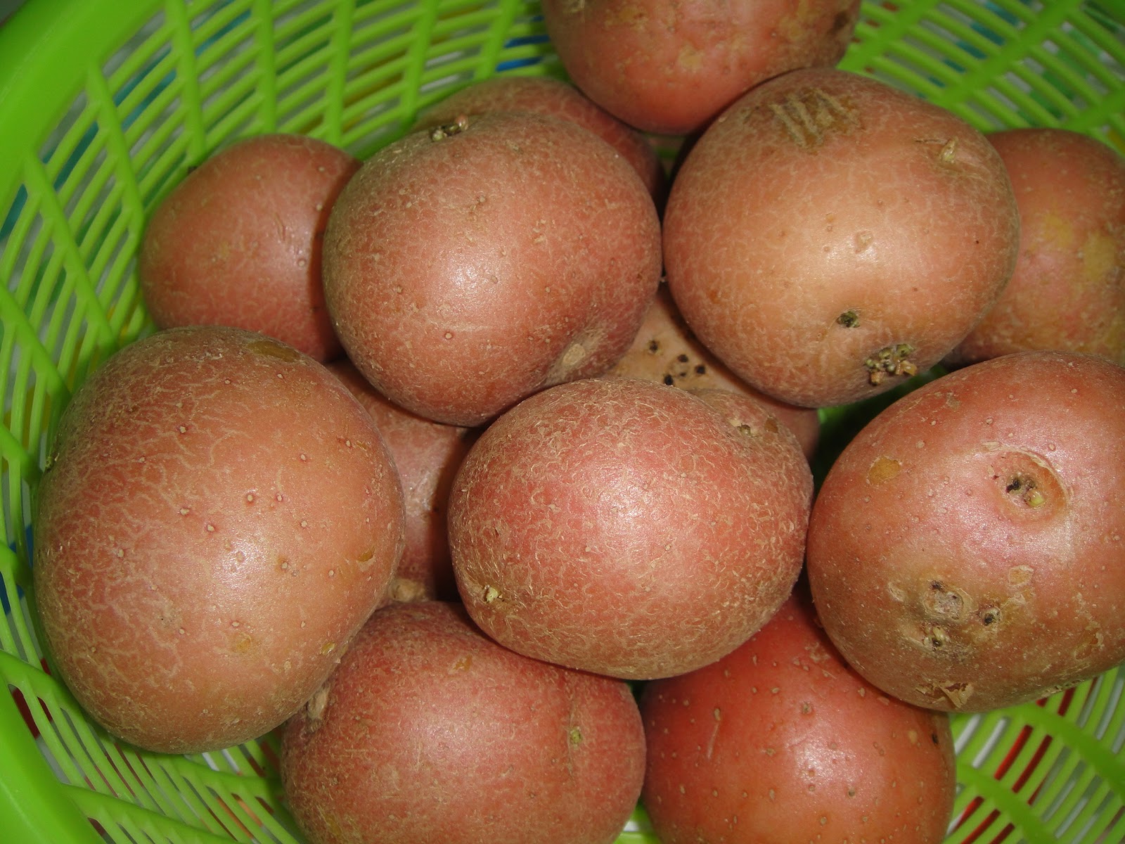 Maryam's Culinary Wonders 474. Roast Potato Wedges