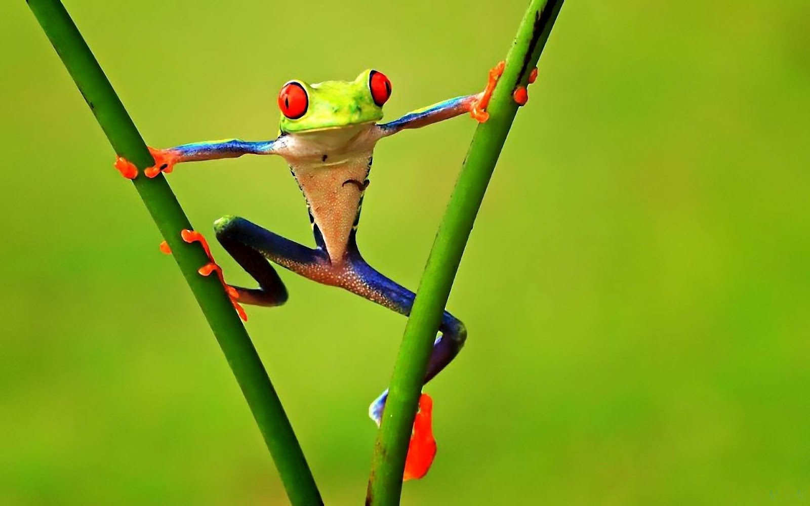 Frog Wallpapers ~ Free Wallpapers, Best Wallpapers
