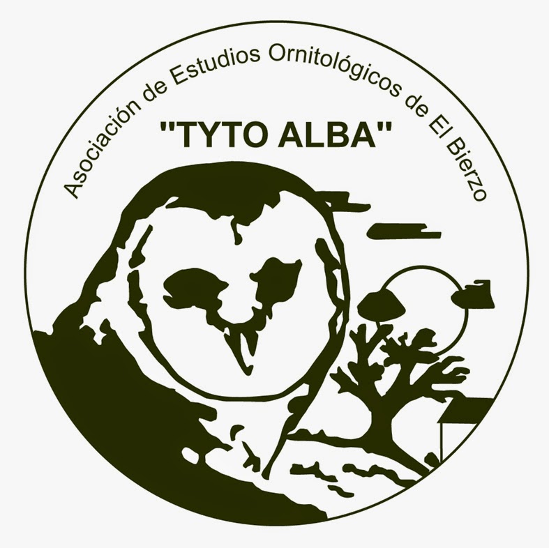 Tyto Alba