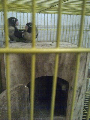 Lovebird Batman Burung Berkicau Suara Merdu