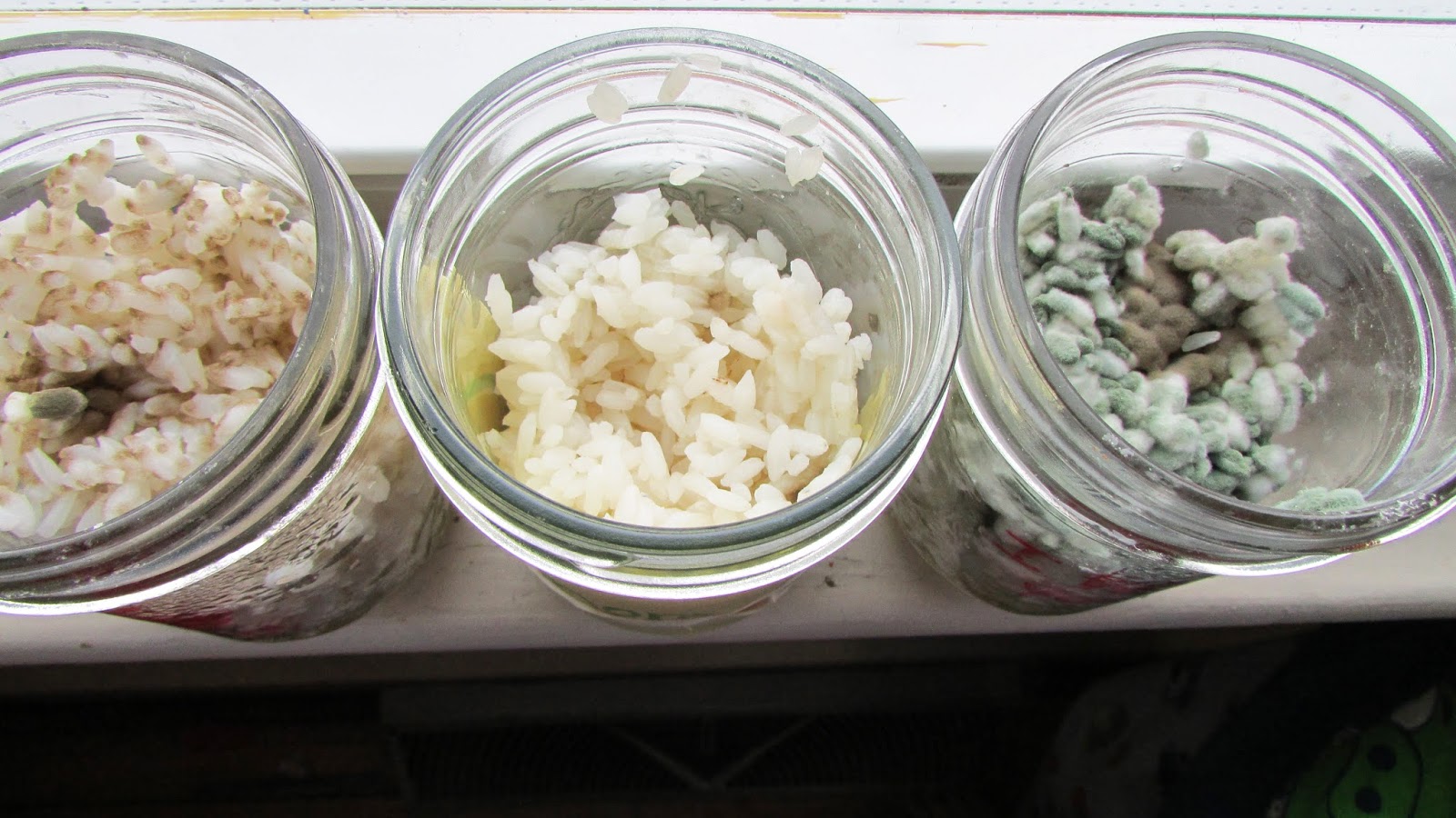 You Leave Me Breadless The Rice Experiment