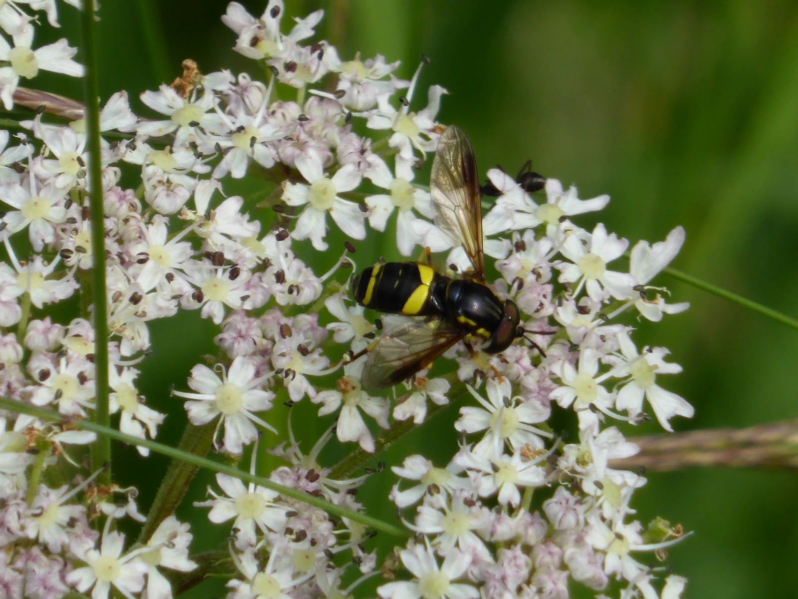 rencontres achillea
