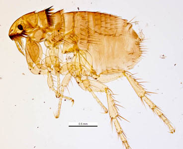 Organic Cat Flea Shampoo Organic Cat Flea Shampoo