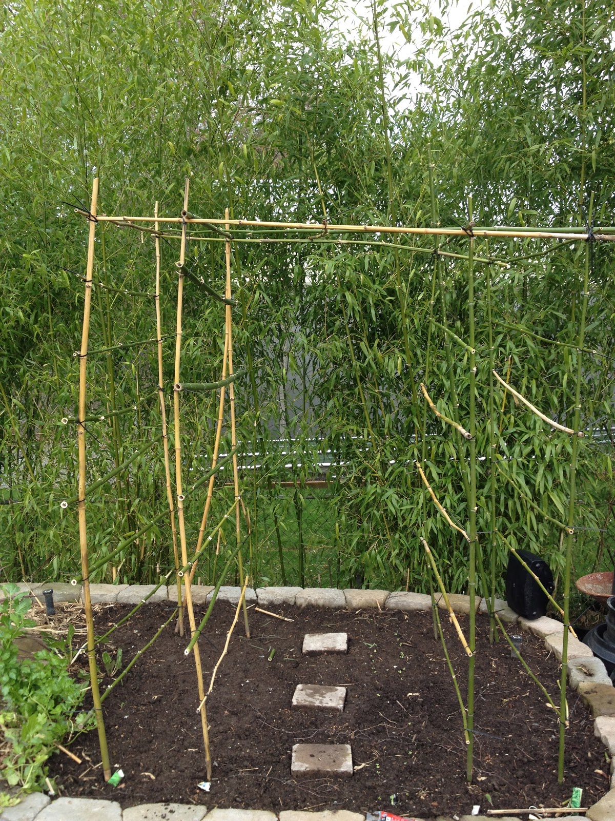 Planting Lollipop Trees Elaeagnus Ebbingei