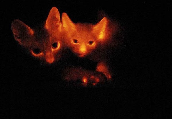 Skeptophilia: On the universal genetic code, glow kitties, and human