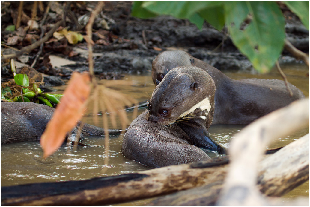 Dev Wijewardane Photography: Giant River Otters - Pantanal, Brazil Dev Wijewardane Photography: Giant River Otters - Pantanal, Brazil