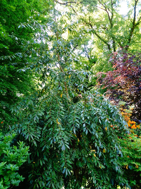 Ogrod Tamaryszka Mahonia Pospolita Dlaczego Mam Ja W Ogrodzie