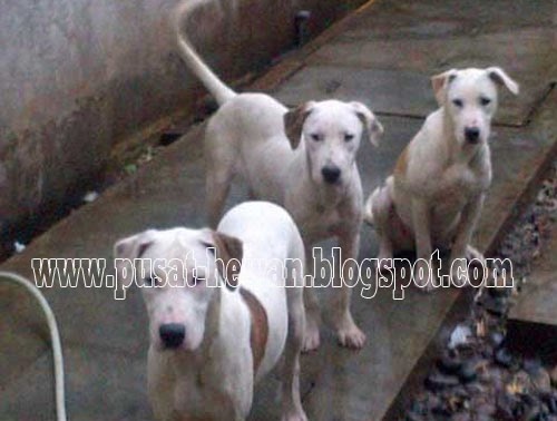 Pusat Hewan Pusat Jual Anjing Ras Terbaru Di Indonesia Bull Terrier